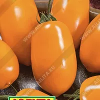 Купить семена Томат Елисей