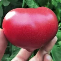 Купить семена Томат Эволюция