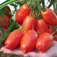 Купить семена Томат Фестиваль