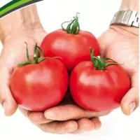 Купить семена Томат Герцогиня вкуса
