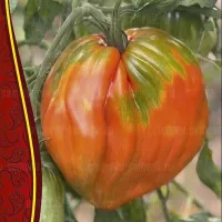 Купить семена Томат Гигантский Меч