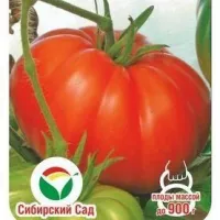 Купить семена Томат Гордость Сибири