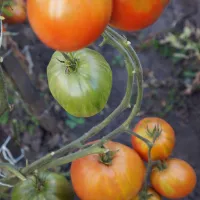 Купить семена  Томат Говядина с куста