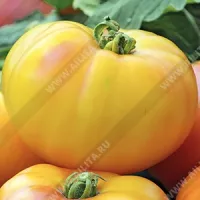 Купить семена Томат Грейпфрут