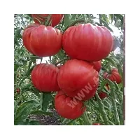Купить семена Томат Хоумстед