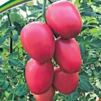 Купить семена Томат Камелот