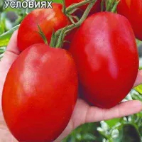 Купить семена Томат Катюша