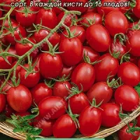 Купить семена Томат Кнопка