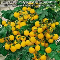 Купить семена Томат комнатный Монетка