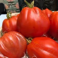 Купить семена Томат Коразон