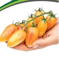 Купить семена Томат Котя