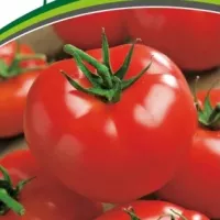 Купить семена Томат Красная стрела
