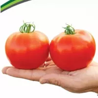 Купить семена томат Красный факел