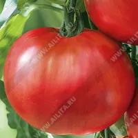 Томат Купец молодец