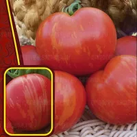 Купить семена Томат Курочка Ряба розовый