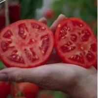 Купить семена Томат Куртизанка