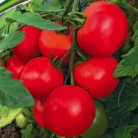 Купить семена Томат Лимеренс