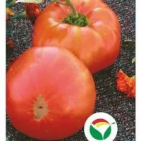 Купить семена Томат Лопатинские (сибирские томаты) (гигантские томаты)