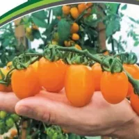 Купить семена Томат Магнифика