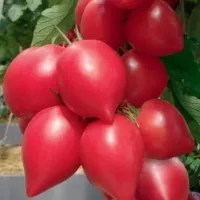 Купить семена Томат Малиновая империя