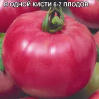 Купить семена Томат Малиновый звон