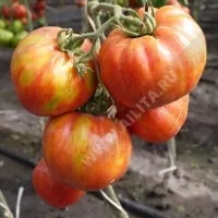 Купить семена Томат Марочное вино