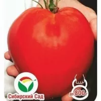 Купить семена Томат Мазарини (Кардинал)