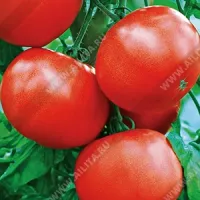 Купить семена Томат Медвежья кровь