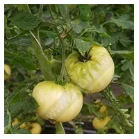 Купить семена Томат Микадо карамельный