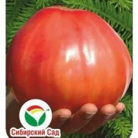 Купить семена Томат Микадо розовый