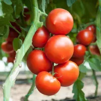 Купить семена  Томат Мимино F1 Гавриш из проф. упаковки