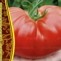 Купить семена Томат Минусинский гигант