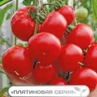 Купить семена Томат Мирандалина