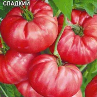 Купить семена Томат Могучее Вымя