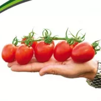 Купить семена томат Моне