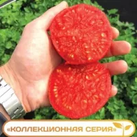 Купить семена Томат Монгольский Карлик