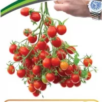 Купить семена Томат Монпансье