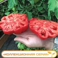 Купить семена Томат Нина