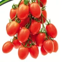 Купить семена Томат Пламя