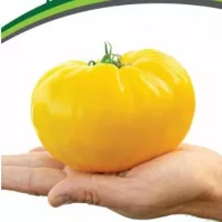Купить семена Томат Прелесть роузы