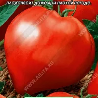 Купить семена Томат Примадонна