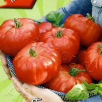 Купить семена Томат Пузо карапуза
