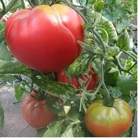 Купить семена Томат Розовые щечки