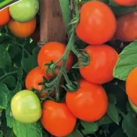 Купить семена Томат черри Земледелец оранжевый