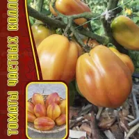 Купить семена Томат Калифорнийский тюльпан