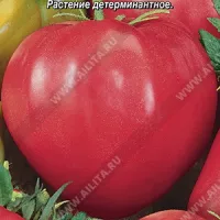 Купить семена Томат Буденовка