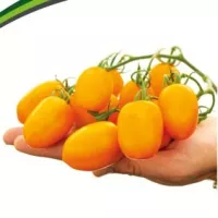 Купить семена Томат Версаль