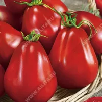 Купить семена Томат Винный кувшин