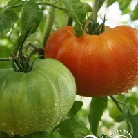 Купить семена Томат Вова Путин