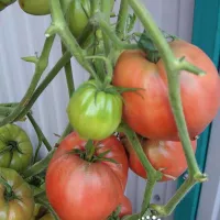 Купить Томат Задница обезьяны